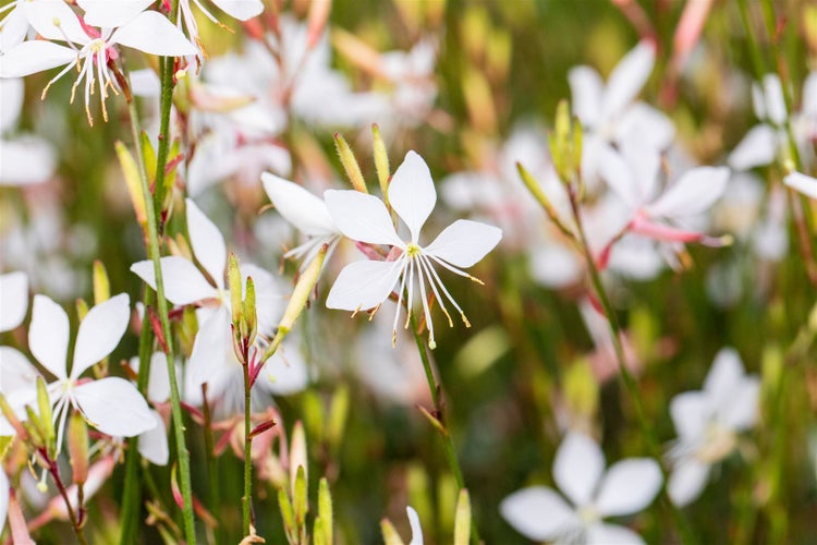 Gaura lindheimerii, Prachtkerze, weiß, ca. 11x11 cm Topf