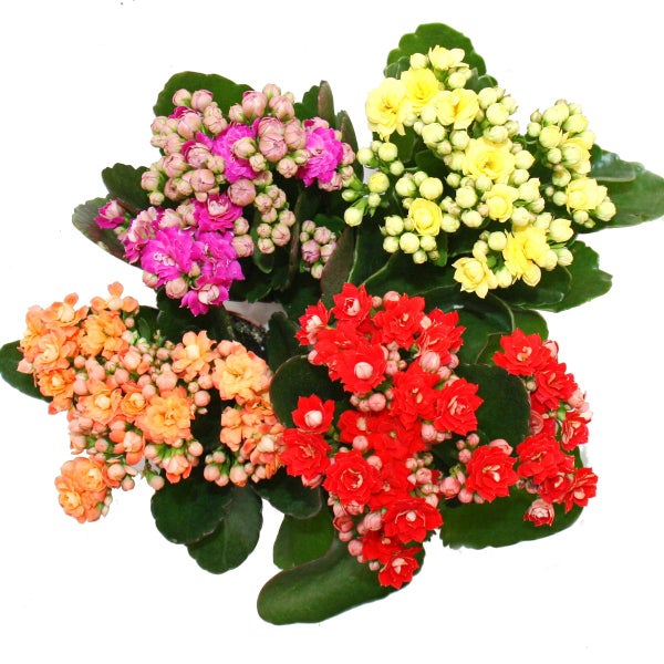 Mini-Kalanchoe Rosalina - Set mit 3 versch. Pflanzen - Flammendes Käthchen - 5,5cm Topf
