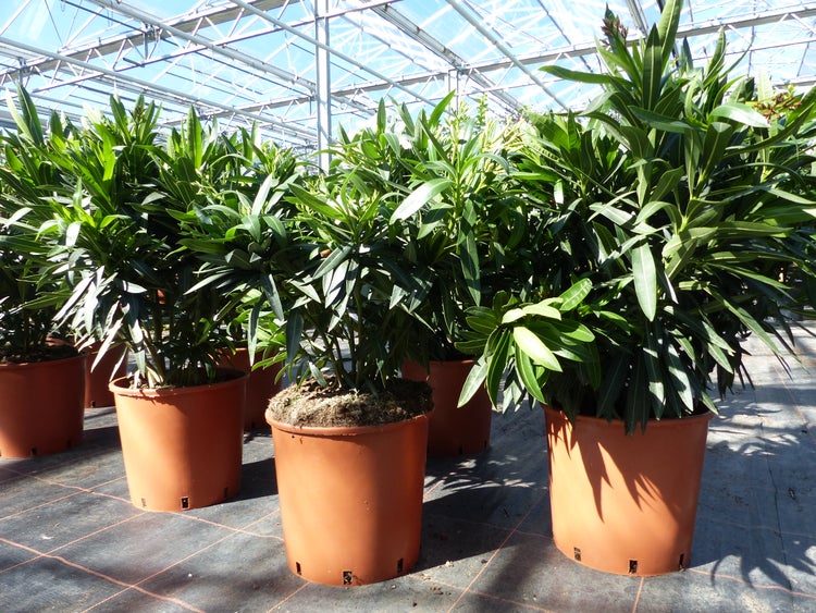 Oleander-Pflanzen in großen Töpfen in einem hellen Gewächshaus mit Glasdach.