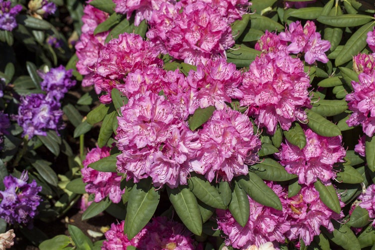Rhododendron Hybr. 'Catharine van Tol', rosa Blüten, 30–40 cm