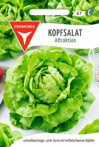 Kopfsalat Attraktion Samenpackung