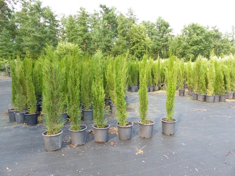 1x Mittelmeerzypresse 180 cm Säulen Toskana Zypressen Zypresse Cupressus Sempervirens
