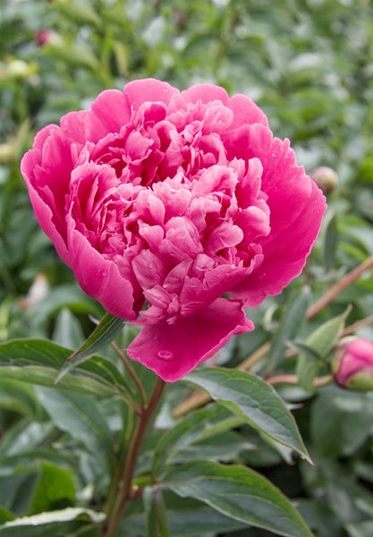 Nahaufnahme einer einzelnen rosa Pfingstrose im Garten
