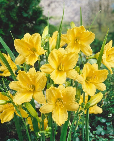 Hemerocallis x cult. 'Happy Returns', Taglilie, gelb, ca. 9x9 cm Topf