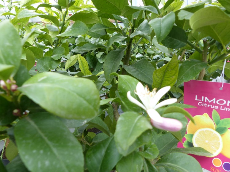 Mehrere Zitronenbäume mit gelben Früchten in schwarzen Kunststofftöpfen in einem hellen, organisierten Gewächshaus.