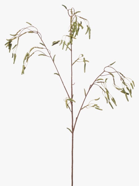 Grüne Kätzchen an einem dünnen braunen Zweig eines Haselnussstrauchs.