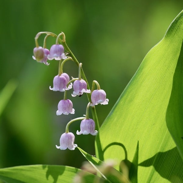 Maiglöckchenblüten mit Blättern