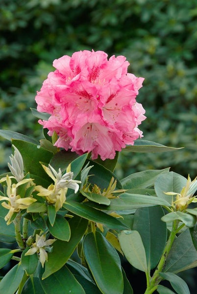 Rhododendron yakushimanum 'Tina Heinje', rosa Blüten, 20–25 cm