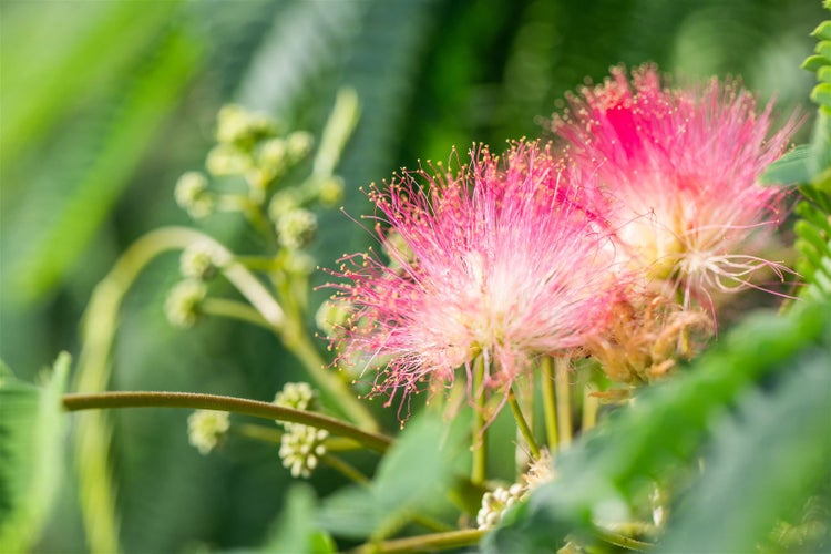 Albizia julibrissin 'Tropical Dream', Seidenbaum, 60–80 cm