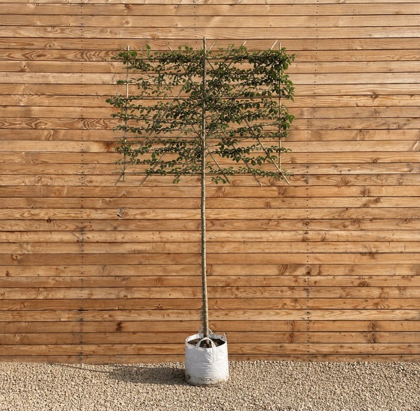 Spalierbaum mit rechteckiger Krone in einem Pflanzsack vor einer Holzwand.