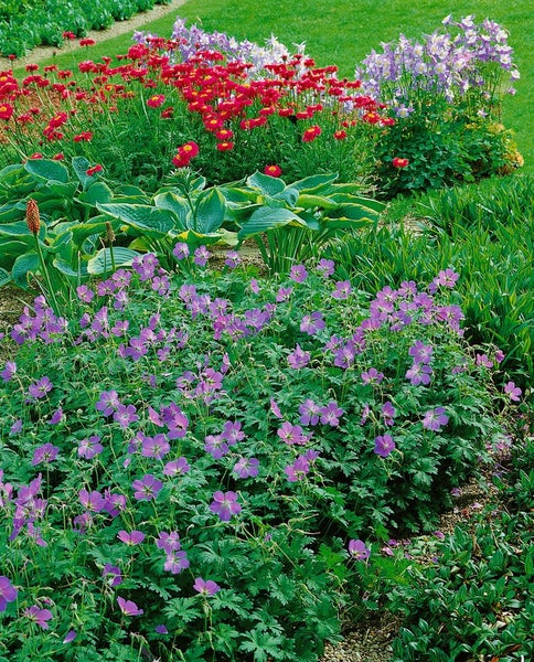Geranium himalayense, Himalaya-Storchschnabel, blauviolett, ca. 9x9 cm Topf