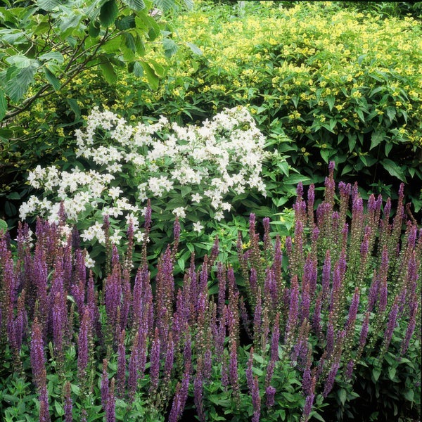 Gartenbeet mit violettem Steppensalbei, weißen Glockenblumen und gelben Blütenstauden.