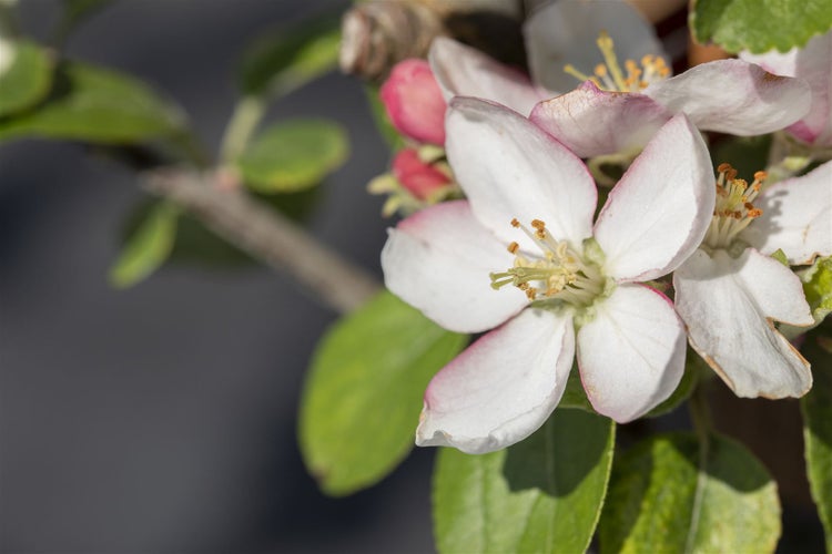 Malus 'Goldparmäne', Apfelbaum, 150–200 cm, aromatisch