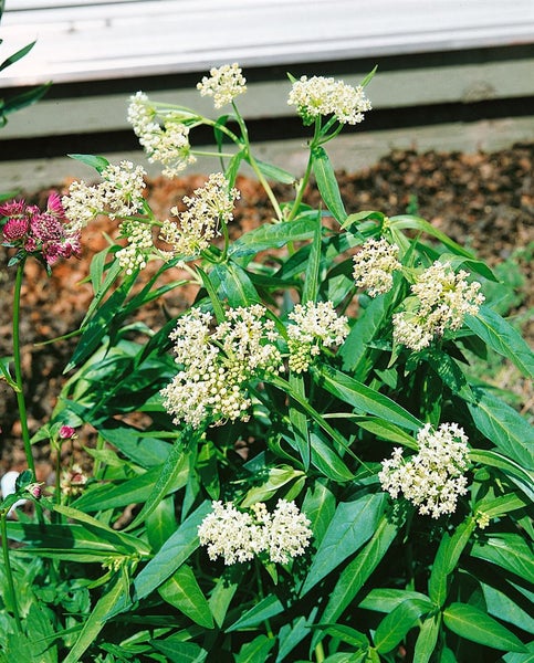 Asclepias incarnata 'Ice Ballet', Seidenpflanze, weiß, ca. 9x9 cm Topf