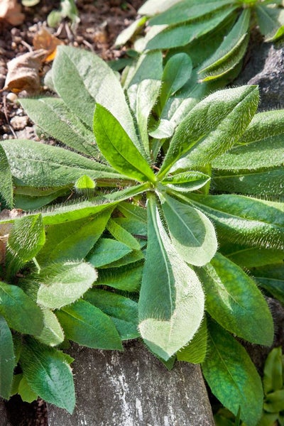 Hieracium aurantiacum, Orangerotes Habichtskraut, ca. 9x9 cm Topf