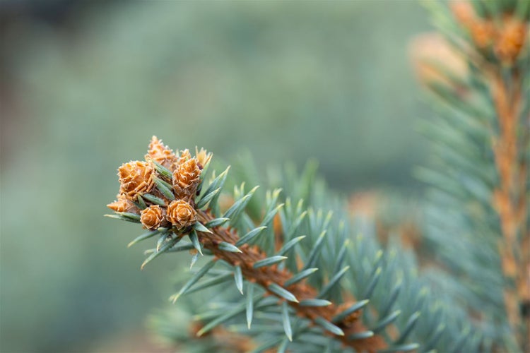 Picea pungens 'Glauca', Blau-Fichte, 40–60 cm