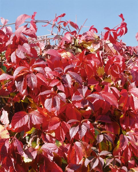 Parthenocissus quinquefolia, Wilder Wein, 60–100 cm