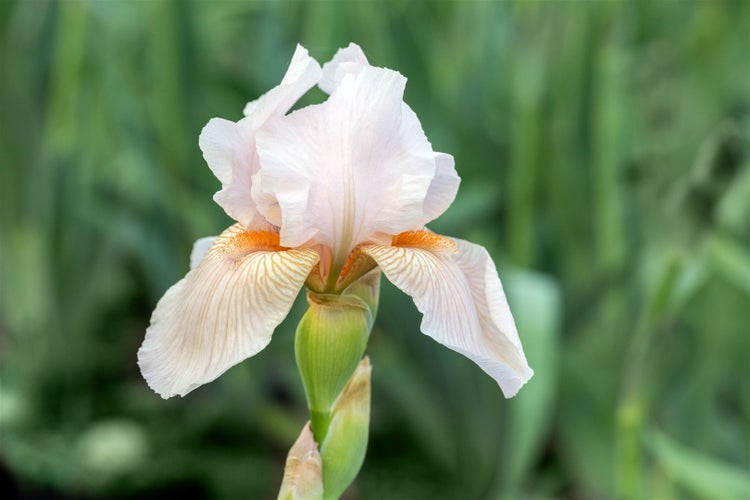 Nahaufnahme einer einzelnen Irisblüte