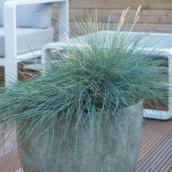Blauschwingel im Betontopf auf einer Holzterrasse mit modernen Gartenmöbeln.