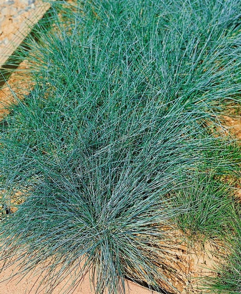 Festuca cinerea 'Azurit', Blauschwingel, ca. 9x9 cm Topf