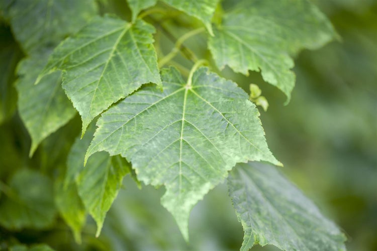 Acer davidii, Schlangenhaut-Ahorn, 175–200 cm