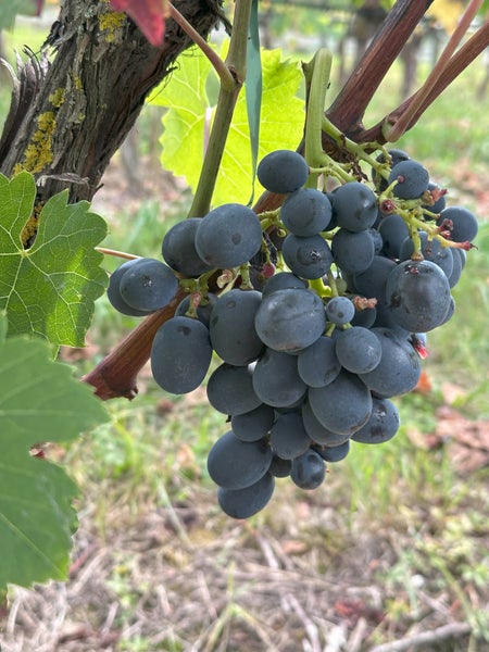 Eine Traube dunkler Weintrauben an einem Weinstock im Weinberg.