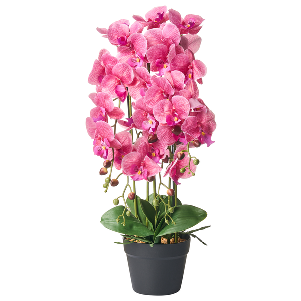 Abmessungen einer Topf-Orchidee: 65 cm hoch und 35 cm breit