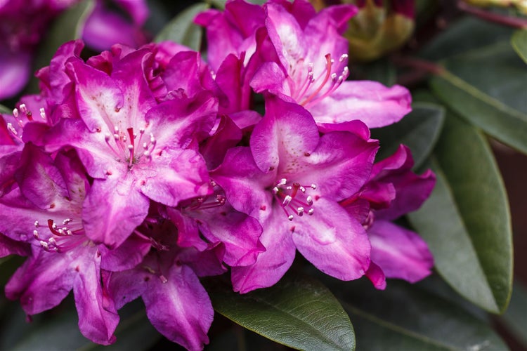 Rhododendron Hybr. 'Anatevka', rosa Blüten, 60–70 cm