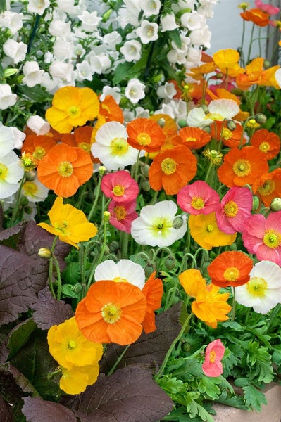 Papaver nudicaule 'Wonderland', Islandmohn, bunt, ca. 9x9 cm Topf