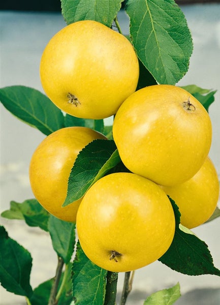 Mehrere gelbe Äpfel an einem Zweig eines Apfelbaums mit grünen Blättern.