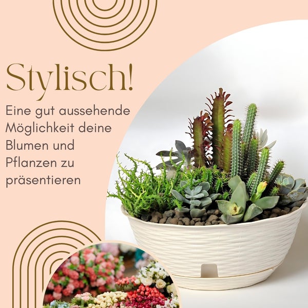 Dekorative Sukkulenten und Kakteen in einem weißen Pflanzgefäß.