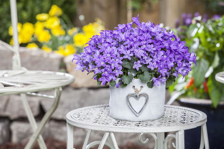 Blühende Campanula im Topf mit Herzanhänger auf einem Gartentisch