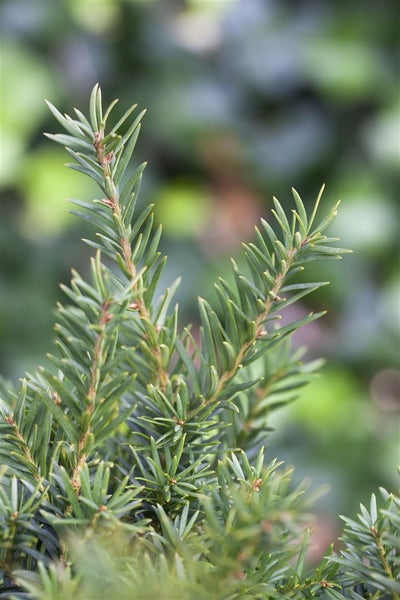 Taxus baccata 'Repandens', Eibe, flachwachsend, 15–20 cm