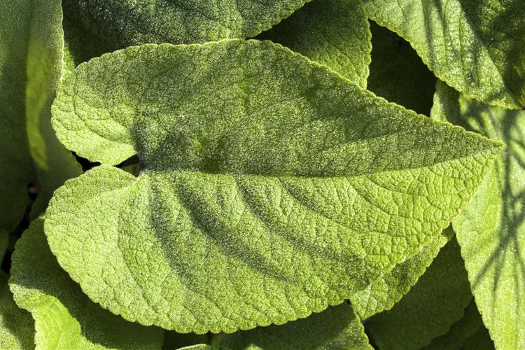 Brunnera macrophylla, Kaukasusvergissmeinnicht, ca. 9x9 cm Topf