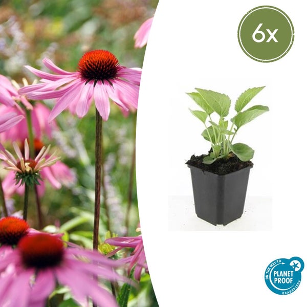 Set aus sechs Echinacea-Jungpflanzen im Topf mit Blühbeispiel der purpurfarbenen Blüten, Planet Proof zertifiziert.