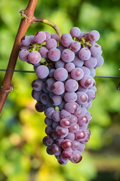 Eine Traube aus vielen runden Weinbeeren an einem Rebenast.