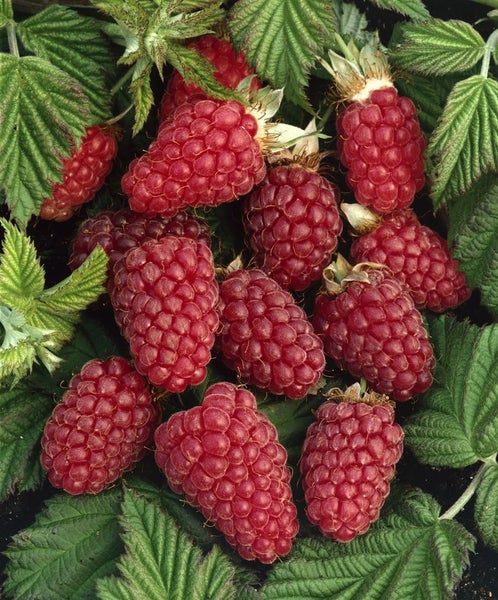 Eine Ansammlung reifer Himbeeren mit grünen Blättern direkt an der Pflanze.