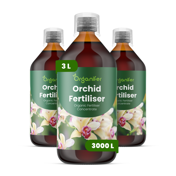 Orchidee mit pinkfarbenen Blüten und Knospen. Organifer Logo.