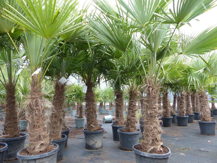 2 Stück Trachycarpus fortunei, 70 - 100 cm Stamm, 210 - 250 cm Hanfpalme, winterharte Palme bis -18°C