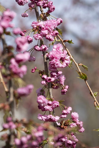 Prunus serrulata 'Kiku-shidare-zakura', Hängende Kirsche, rosa, 60–100 cm