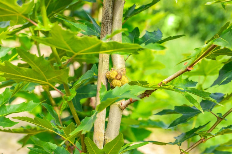 Junger Amberbaum mit Blättern und stacheligen Fruchtständen an einem Stützstab im Garten.