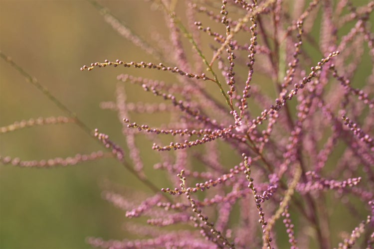 Nahaufnahme von Tamariskenzweigen mit Knospen