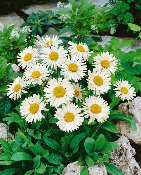 Aster alpinus 'Weiße Schöne', Alpenaster, weiß, ca. 9x9 cm Topf