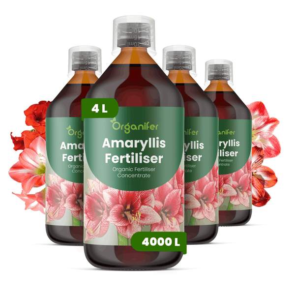 Vier Flaschen Organifer Amaryllis-Dünger, organisches Düngerkonzentrat, 4 Liter Konzentrat für 4000 Liter Dünger, mit Messbechern.