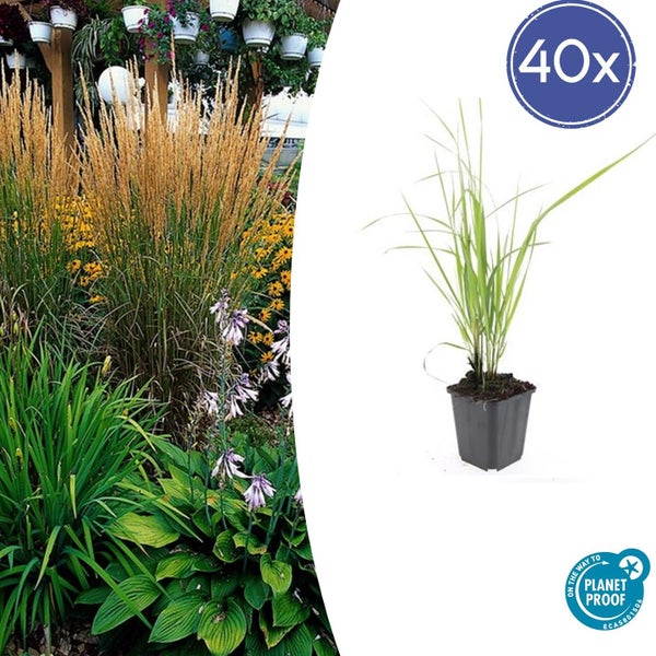Ziergras - Reitgras - Calamagrostis acutiflora 'Karl Foerster' - 9cm Topf - Set mit 40 Pflanzen