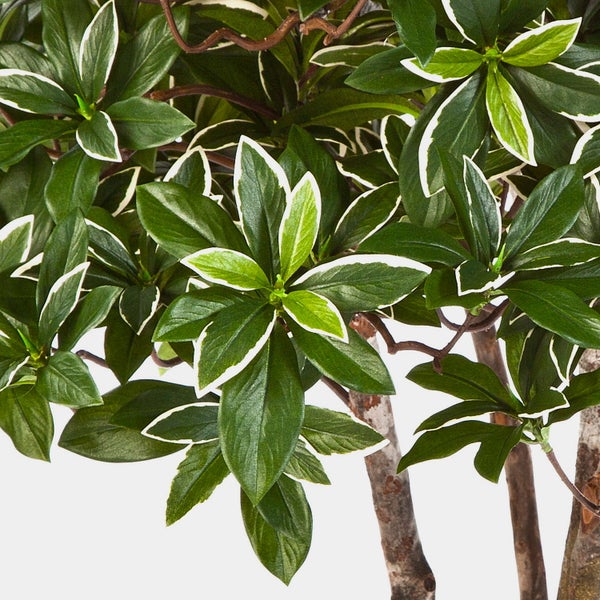 Nahaufnahme einer künstlichen Pflanze mit grün-weißen Blättern und braunen Stielen.