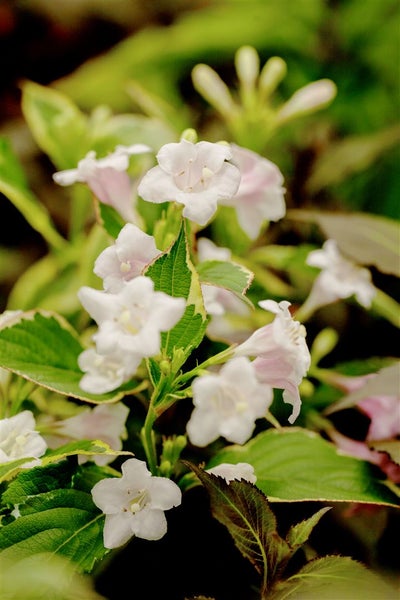 Weigela florida 'Nana Variegata', Weigelie, buntlaubig, 80–100 cm
