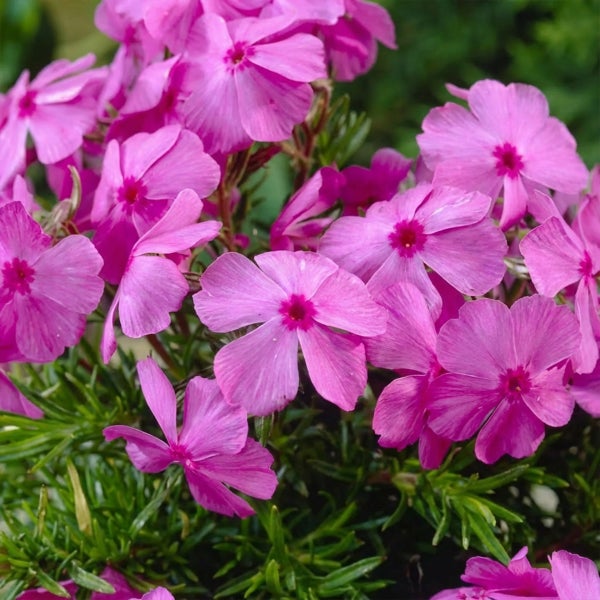 Polsterphlox mit rosa Blüten und grünen, nadelförmigen Blättern.