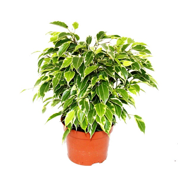 Buschige Birkenfeige - Ficus benjamini Kinky - weißbuntes Laub - 12cm Topf