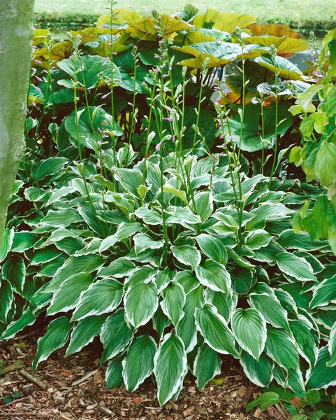 Hosta undulata 'Albomarginata', Funkie, grün-weiß, ca. 11x11 cm Topf